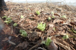 黄緑色のフキノトウ