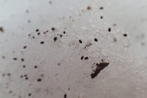 雪の上にたくさんの小さな虫