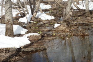湿原に顔を出したミズバショウの芽