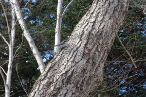 シロハラゴジュウカラ