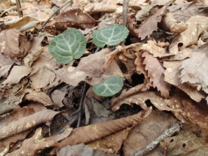 ジンヨウイチヤクソウの葉