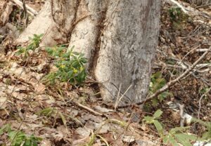 ナニワズの黄色い花