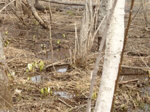 水面から顔を出しているミズバショウ