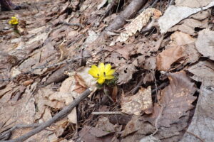 フクジュソウの黄色い花