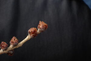 ハルニレの花芽