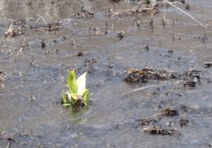 ミズバショウの花