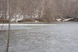 ８割くらい水面が出ている池