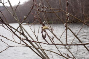 オノエヤナギの花