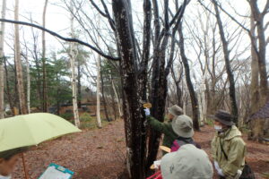 ボランティアさんが樹に樹名板を取り付けているところ