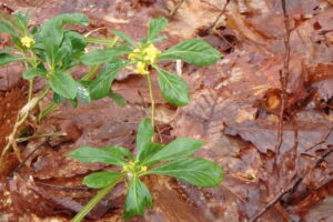 ナニワズの黄色い花