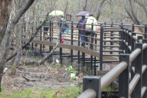 ミズバショウの咲く園内をゆっくり歩きながらあちこちの樹を見て回りる