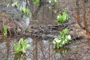 ミズバショウの咲く湿原