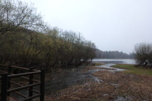 雪と氷の融けた湿原にヤナギの花が咲いている