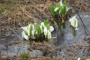 ミズバショウ
