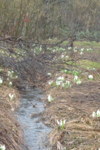 ミズバショウの咲く湿原