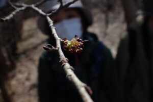 ハルニレの濃い紫の花