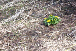 エゾノリュウキンカの黄色い花