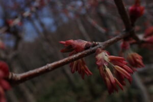 赤色のカツラの花