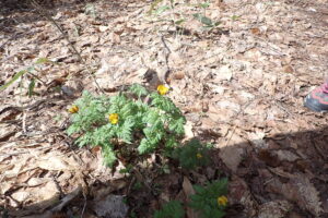 フクジュソウの黄色い花