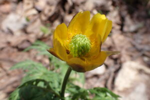 フクジュソウの黄色い花