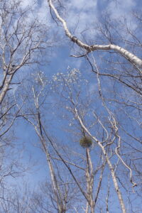 キタコブシの白い花と枝に付いたヤドリギ