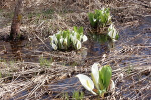 湿原に咲くミズバショウ