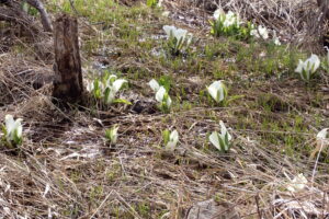 湿原に咲くミズバショウ