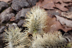 バッコヤナギの花