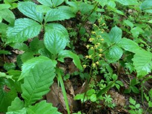 黄色いコケイラン