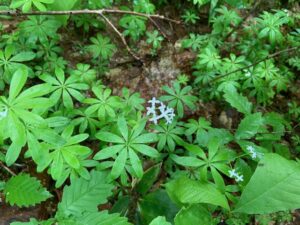 白いクルマバソウの花