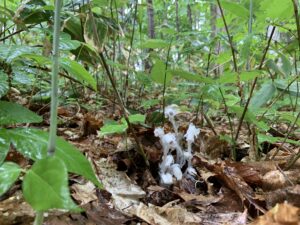 ギンリョウソウの半透明の花