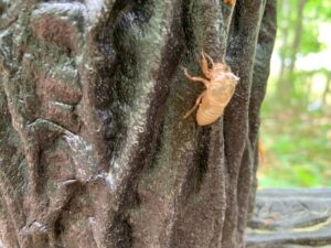 セミの抜け殻