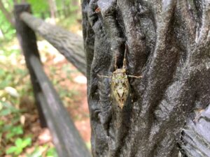 羽化したセミもいました