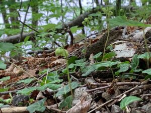 ジンヨウイチヤクソウの蕾