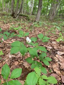白いヤマシャクヤクの花
