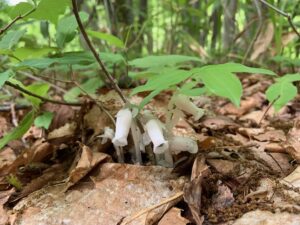 半透明のギンリョウソウの花