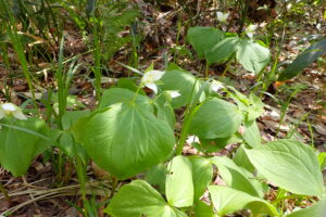 ミヤマエンレイソウの白い花