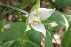 ミヤマエンレイソウの白い花