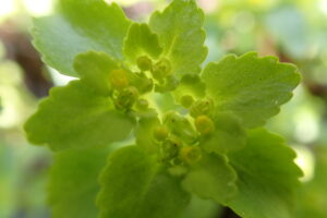 レモンイエローのネコノメソウのアップの写真