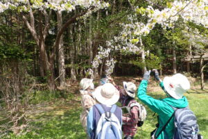 カスミザクラを観察する参加者