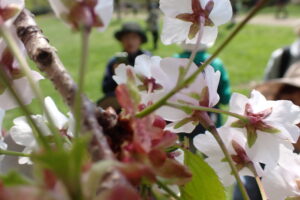 カスミザクラの淡い桃色の花