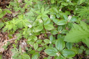 ヒトリシズカのブラシのような花