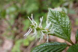 ヒトリシズカのブラシのような花