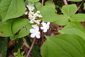 ムシカリの白い花