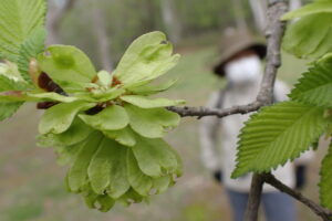 緑色のハルニレの果実
