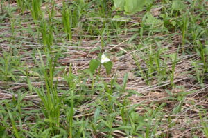 湿原の中に咲くオオバナノエンレイソウ