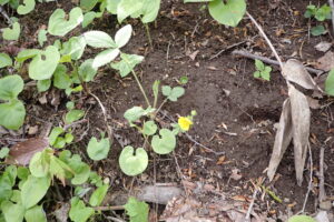 キジムシロの黄色い花