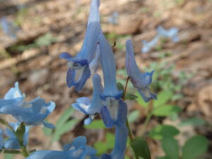 エゾエンゴサクの水色の花