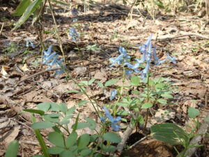 エゾエンゴサクの水色の花