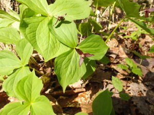エンレイソウ濃い赤の花